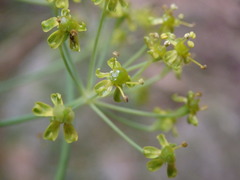 Thapsia minor