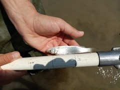 Squalius peloponensis