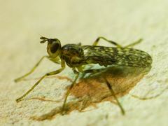 Boreothrinax maculipennis