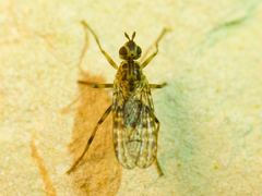 Boreothrinax maculipennis