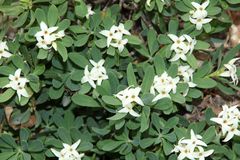Daphne alpina