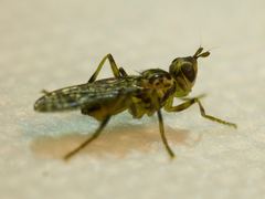 Boreothrinax maculipennis