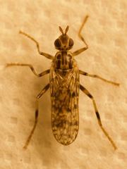 Boreothrinax maculipennis