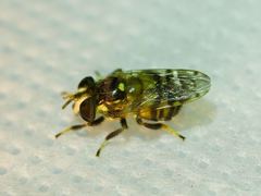 Copestylum tamaulipanum