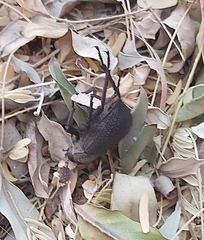 Trachyderma philistina