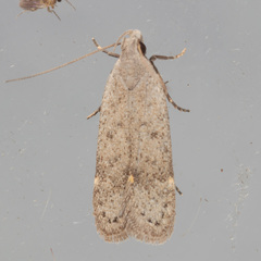 Anacampsis comparanda