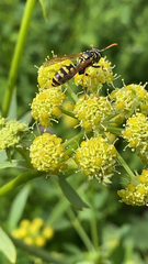 Polistes dominula