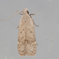 Anacampsis comparanda