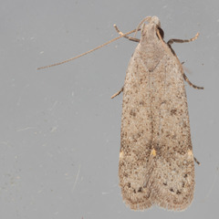 Anacampsis comparanda