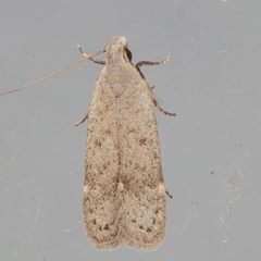 Anacampsis comparanda