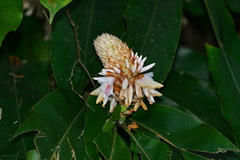 Alpinia sessiliflora