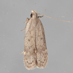 Anacampsis comparanda