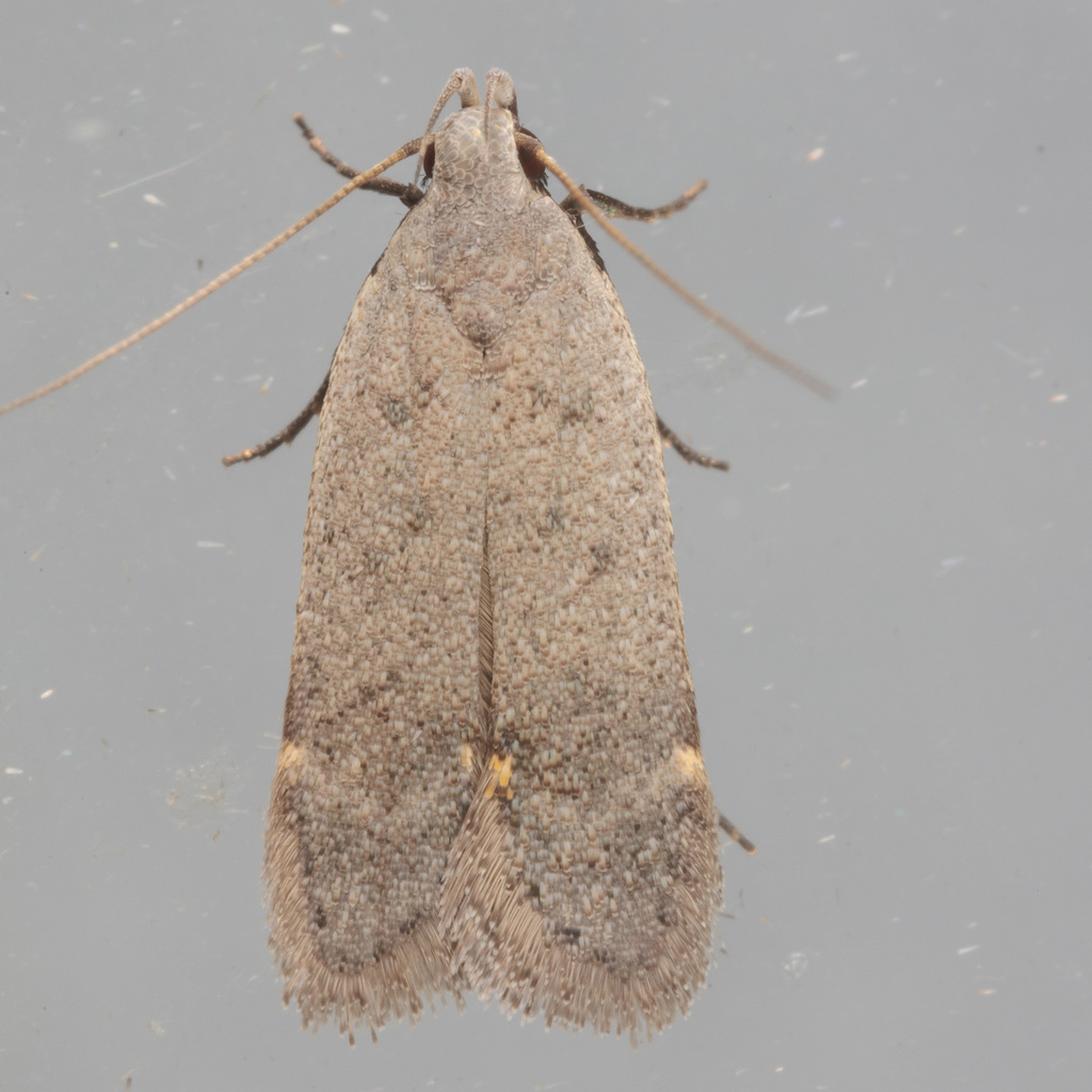 Anacampsis comparanda