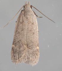 Anacampsis comparanda