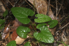 Aristolochia meridionalis