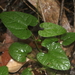 Aristolochia meridionalis - Photo (c) Pete Woodall, algunos derechos reservados (CC BY-NC), uploaded by Pete Woodall