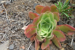 Aeonium canariense subsp. canariense image