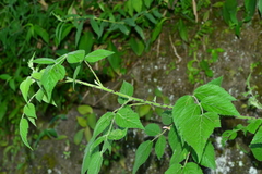 Rubus parviaraliifolius