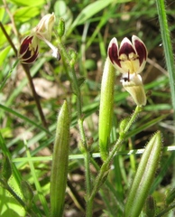 Andrographis alata