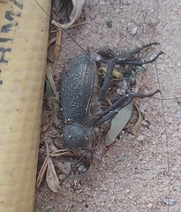 Trachyderma philistina