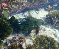 Aplodactylus lophodon