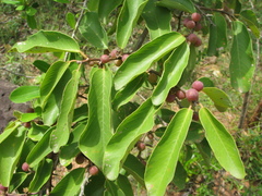 Bridelia retusa