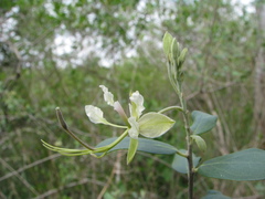 Cadaba fruticosa