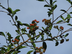 Ehretia laevis