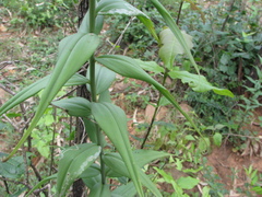 Gloriosa superba