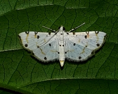Pycnarmon cribrata