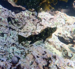 Aplodactylus lophodon