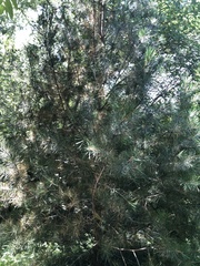 Pinus bungeana