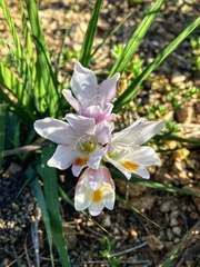 Freesia caryophyllacea