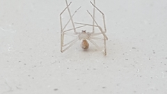 Pholcidae