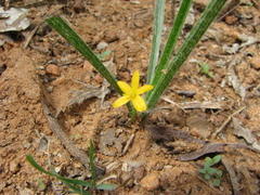 Hypoxis aurea