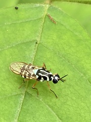 Neanalcocerus hortulanus