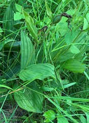 Cypripedium parviflorum