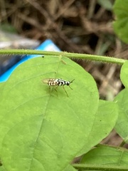 Neanalcocerus hortulanus