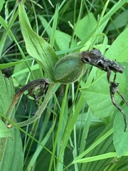 Cypripedium parviflorum