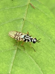 Neanalcocerus hortulanus