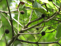 Mitragyna parvifolia