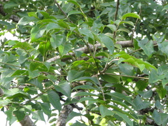 Lannea coromandelica