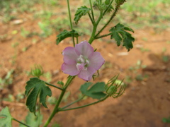 Pavonia zeylanica