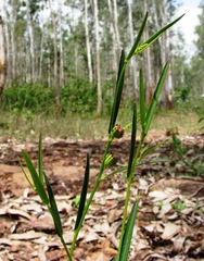 Microstachys chamaelea