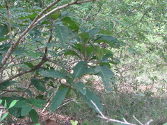 Semecarpus anacardium