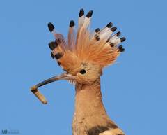 Upupa epops
