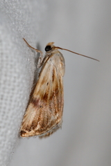 Eublemma ostrina