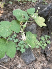 Ribes viscosissimum