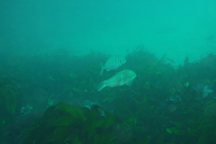 Notolabrus celidotus