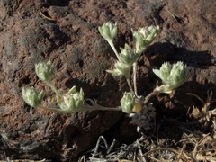 Stylocline psilocarphoides